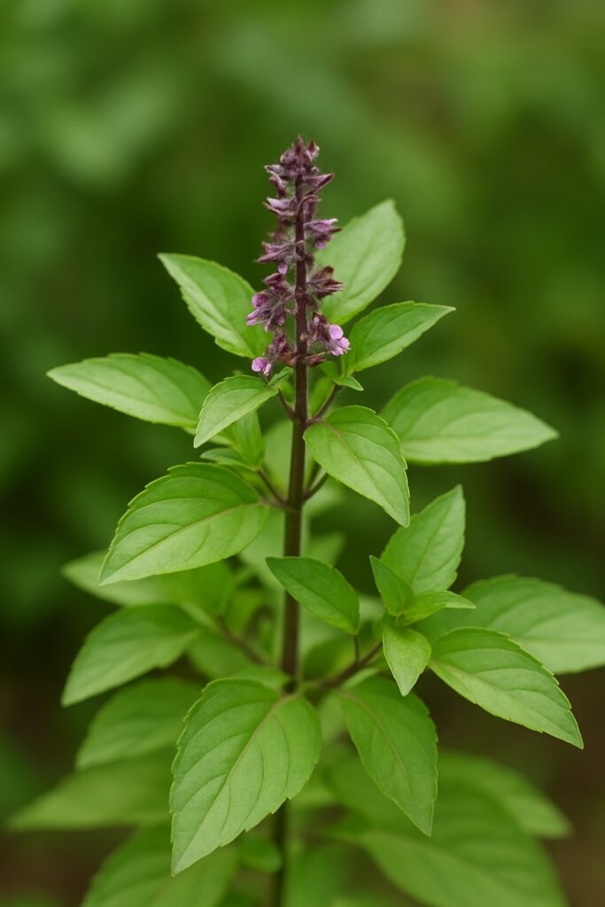 Benefits of Tulsi