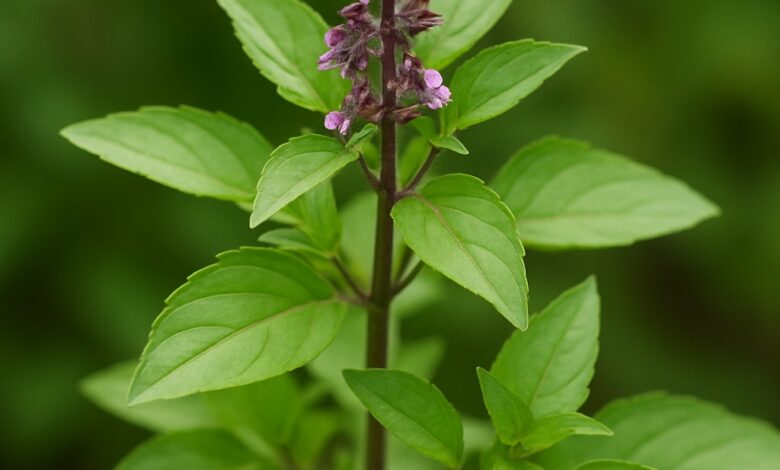 Benefits of Tulsi