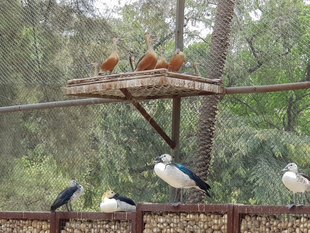More than 500,000 people visited Chhatbir Zoo in one year.