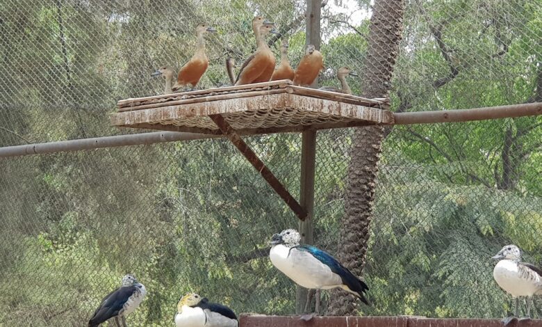 More than 500,000 people visited Chhatbir Zoo in one year.