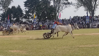 Kila Raipur Rural Olympics Bullock cart races filled the ground on the second day
